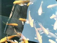 -觀芷隐轩