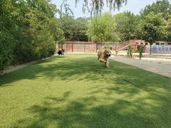 -宠物寄养训练学校