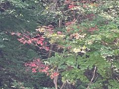 -大连天门山国家森林公园