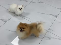 -嘉馨宠物医院·CT影像转诊·心脏科·犬猫全科诊疗中心(下沙大学城院区)