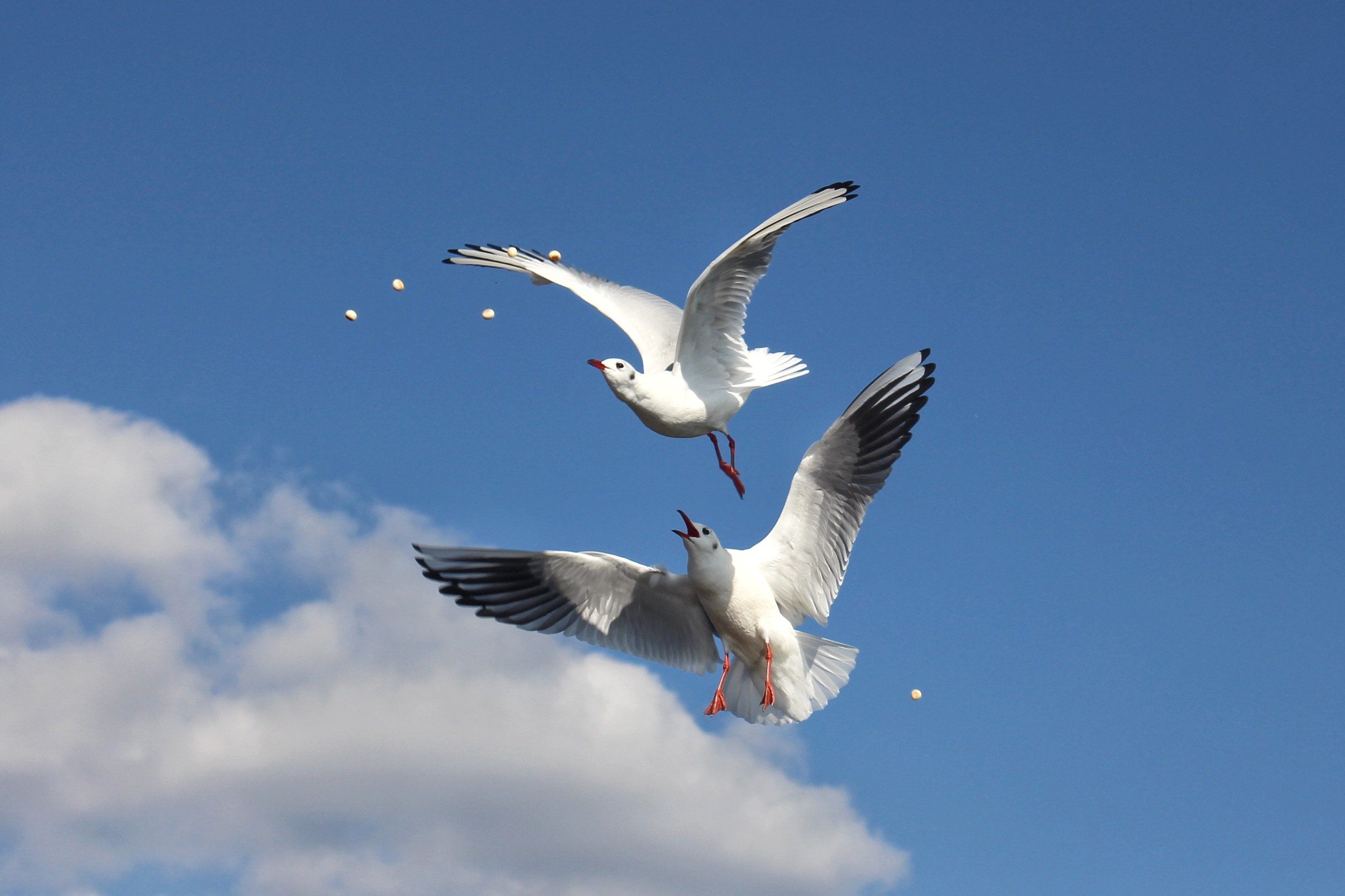 和白鸽一起飞向蓝天