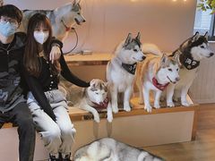-Husky Go! 哈士奇体验馆·宠物咖啡厅狗咖