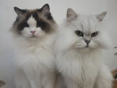 -李小姐の猫咖啡馆(五角场店)