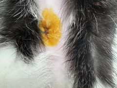 -贝利宠物医院·骨科·眼科·肿瘤转诊中心(南坪诊疗中心)