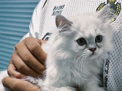 -纳吉亚猫专科动物诊疗中心(蒋宅口分院)