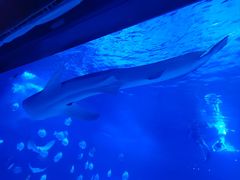 -烟台海昌鲸鲨海洋公园