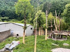 -卧龙中华大熊猫苑神树坪基地