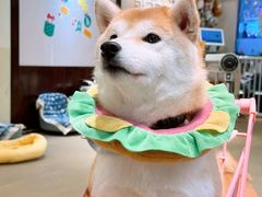 -逗柴咖啡屋·狗咖猫咖宠物桌游