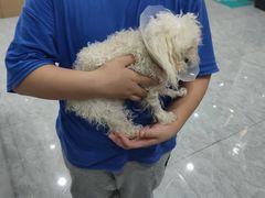 -安安宠医·臻爱宠物医院·宠保定点(营门口路分院)