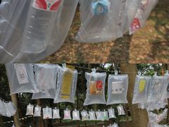 -南宁良凤江国家森林公园