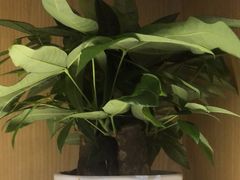 -荷花亭·湖北融合菜(十堰武商MALL店)