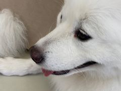 -怪兽屋·羊驼·猫咖·狗咖(俊华广场店)