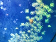 -海合安武汉极地海洋公园