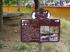 -野象谷景区