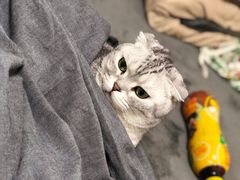-伟伟宠物医院·瑞派猫友好医院·猫科(光谷店)