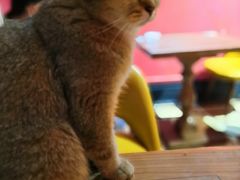 -猫色咖啡·猫咖