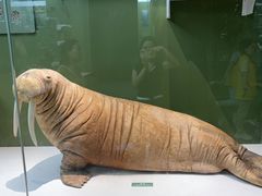 -国家自然博物馆