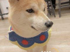 -柴迷FANS CLUB·柴犬狗咖·猫咖