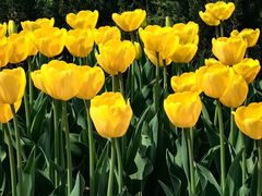 -石家庄市植物园