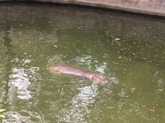 -深圳野生动物园
