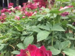 -人民公园(罗湖区)