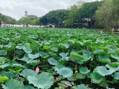 -普济寺素斋