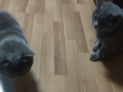 -达爱动物医院·犬猫分区·CT·复杂眼科(远洋山水分院)
