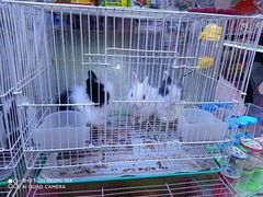 -双季花艺园艺市场(浦东店)