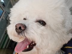 -瑞派·关忠动物医院·猫专科·犬专科(三环新城店)