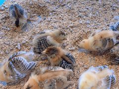 -怪兽屋·羊驼·猫咖·狗咖(俊华广场店)