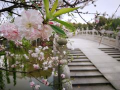 -南汇桃花村