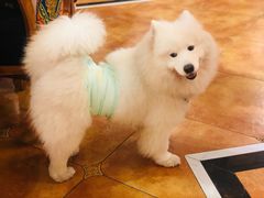 -more than meow吴止猫主题餐厅(承德 中船汇店)