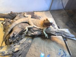 -Zoolung Zoolung动物主题公园(海信广场店)