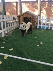 -上美四季动物农场