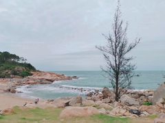-广东惠东海龟国家级自然保护区