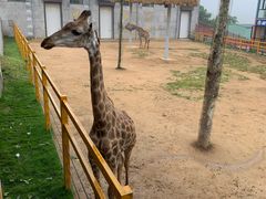 -西霞口神雕山野生动物世界