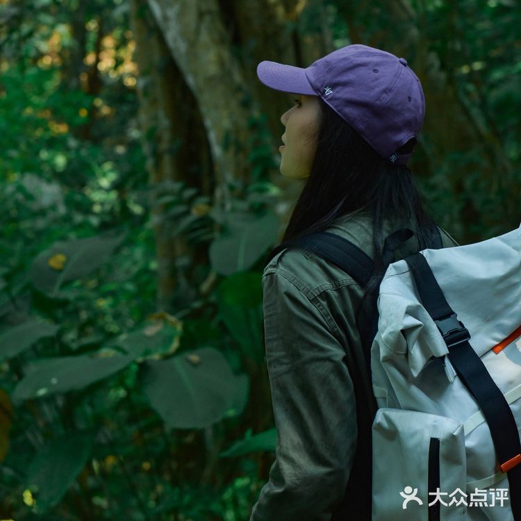 小象雨林|在西双版纳的原始森林里