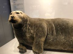 -贝林大翅鲸简餐厅(国家海洋博物馆店)