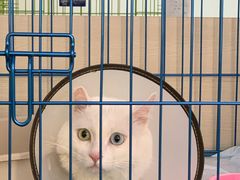 -喜多萌中农锦绣动物医院24H·猫科·牙科MRI·CT