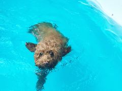 -翊宠yipet猫狗购宠庄园犬舍•猫舍