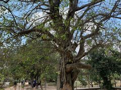 -吐斯廉屠杀博物馆