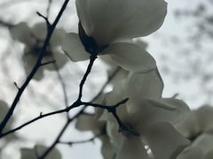 -石家庄市植物园