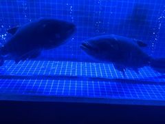 -鸽子侯·家宴·平价海鲜(绿地店)