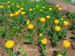 -祥源·阜阳生态乐园