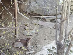 -栾川竹海野生动物园