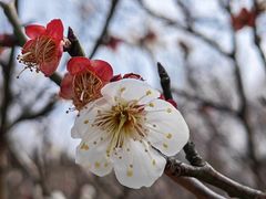 -香雪海