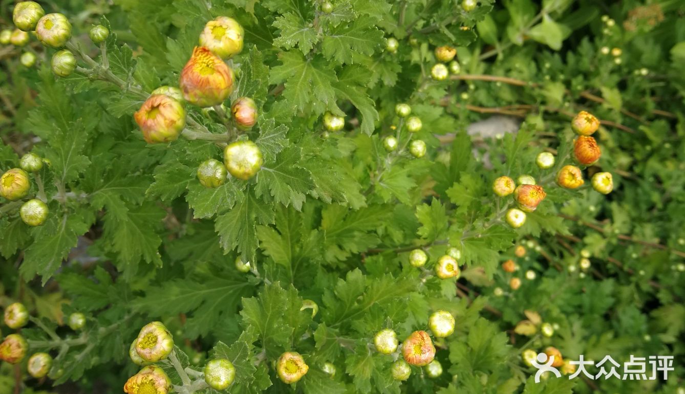亦庄里比较大的街心花园