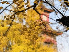 -四川大学(华西校区)