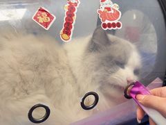 -瑞派康怡24h宠物医院·犬猫医疗中心·微创绝育(瑞景分院)