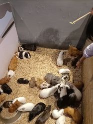 -酷嗒动物文化乐园(cutezoo西溪乐天城店)